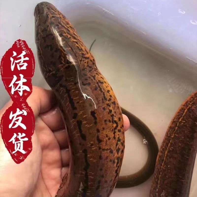 湖北黄鳝土黄鳝鳝鱼规格齐全一手货源长年有货