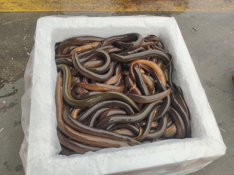 湖北黄鳝土黄鳝鳝鱼规格齐全一手货源长年有货