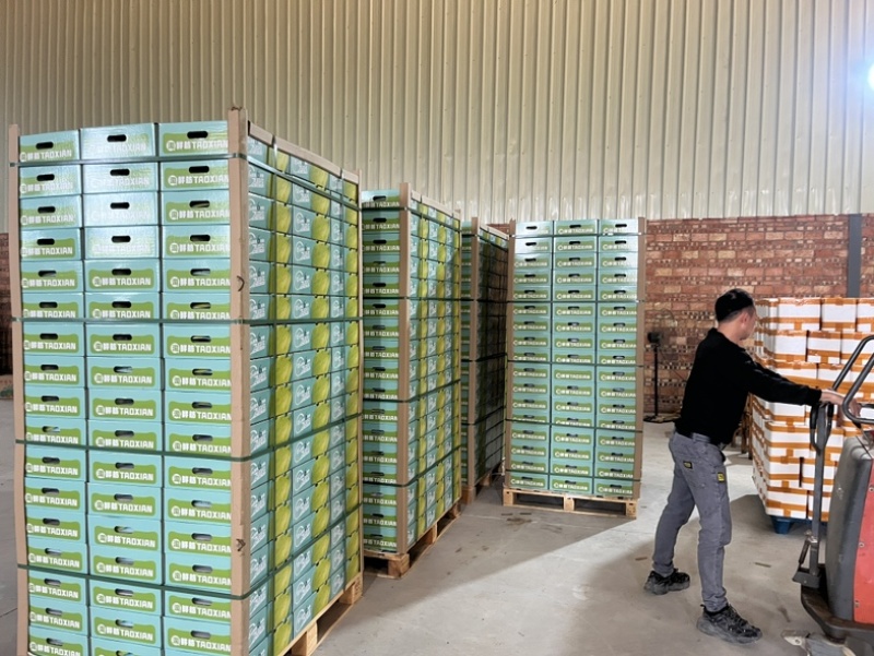 奶油芭乐，送礼优选奶酪芭乐只打精品礼盒可供市场电商商超