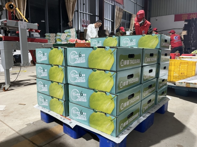 奶油芭乐，送礼优选奶酪芭乐只打精品礼盒可供市场电商商超