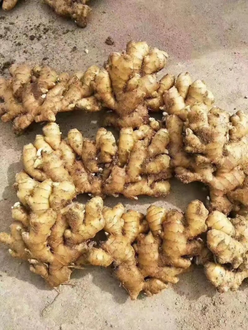 山东沂蒙山生姜精品小黄姜，大量有货，价格便宜欢迎考察采购