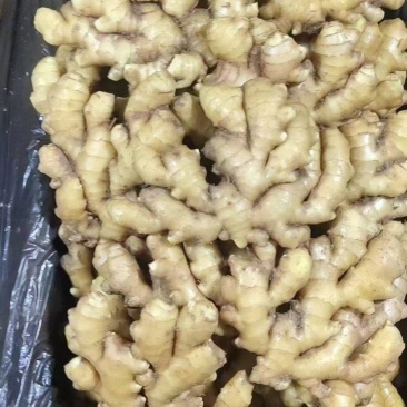 山东沂蒙山生姜精品小黄姜，大量有货，价格便宜欢迎考察采购