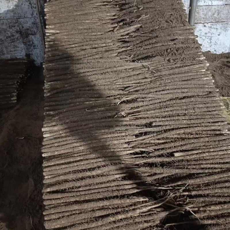小白嘴山药带土货源电商市场商超货源