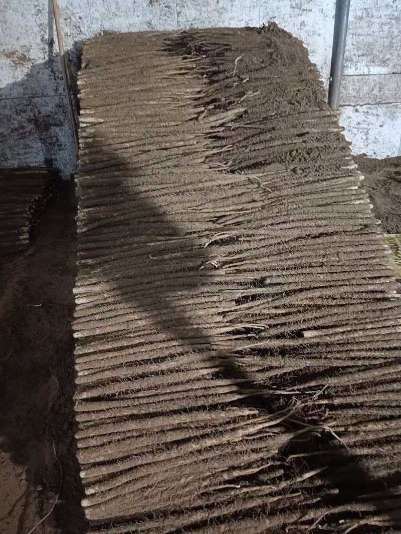 小白嘴山药带土货源电商市场商超货源