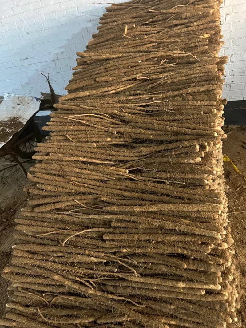 小白嘴山药带土货源电商市场商超货源
