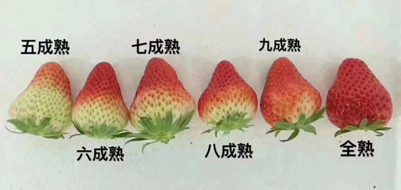 宁玉草莓天仙醉果实硬度好，支持全国各大商超，平台对接