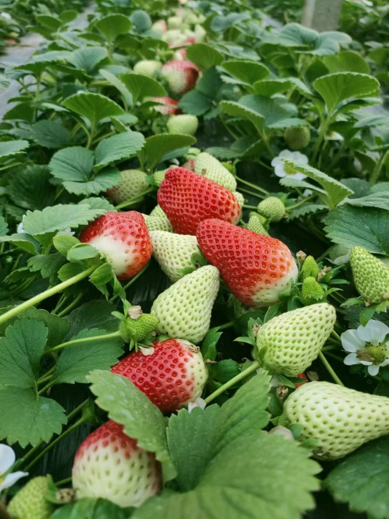 宁玉草莓天仙醉果实硬度好，支持全国各大商超，平台对接