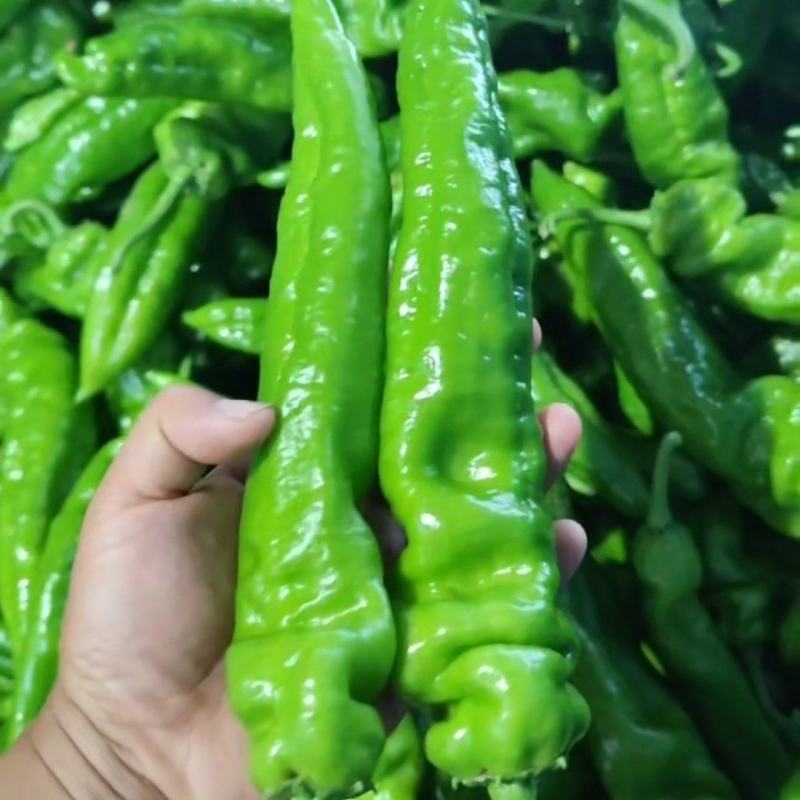 精品301尖椒，各种精品鲜辣椒，泡椒