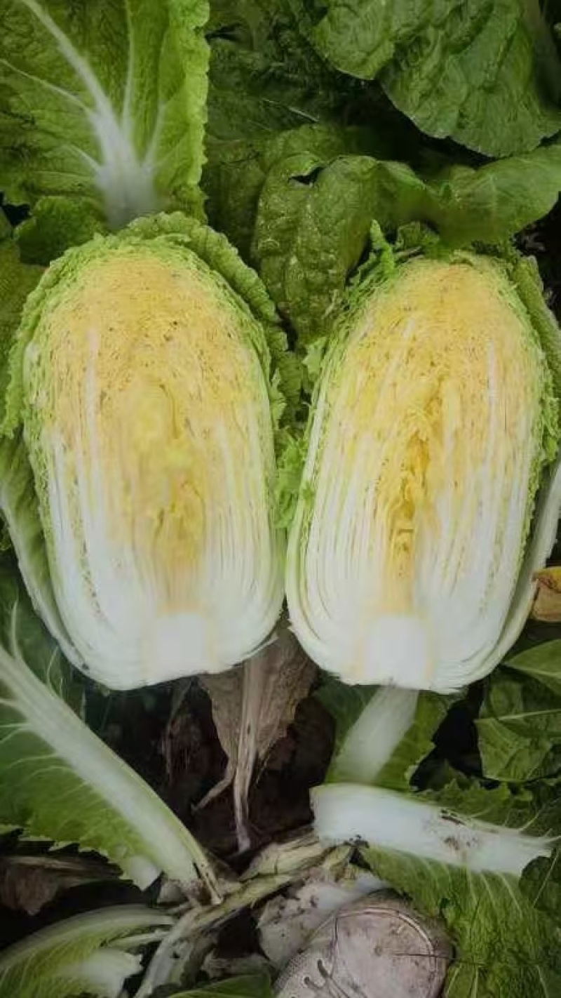 黄心大白菜