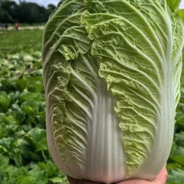 黄心大白菜