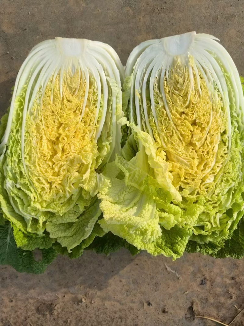黄心大白菜