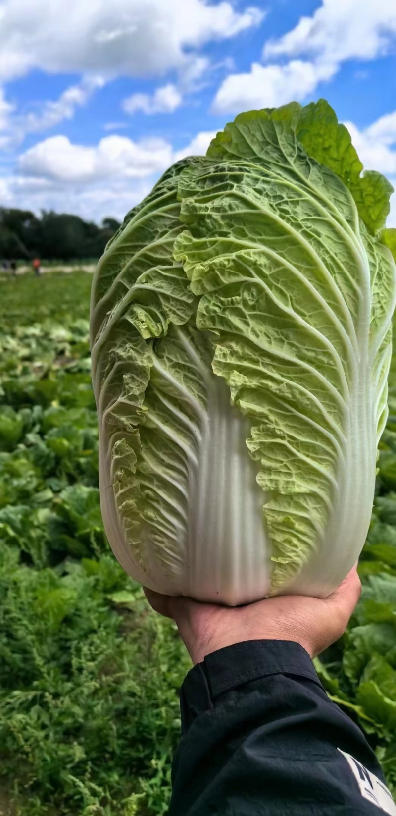 黄心大白菜