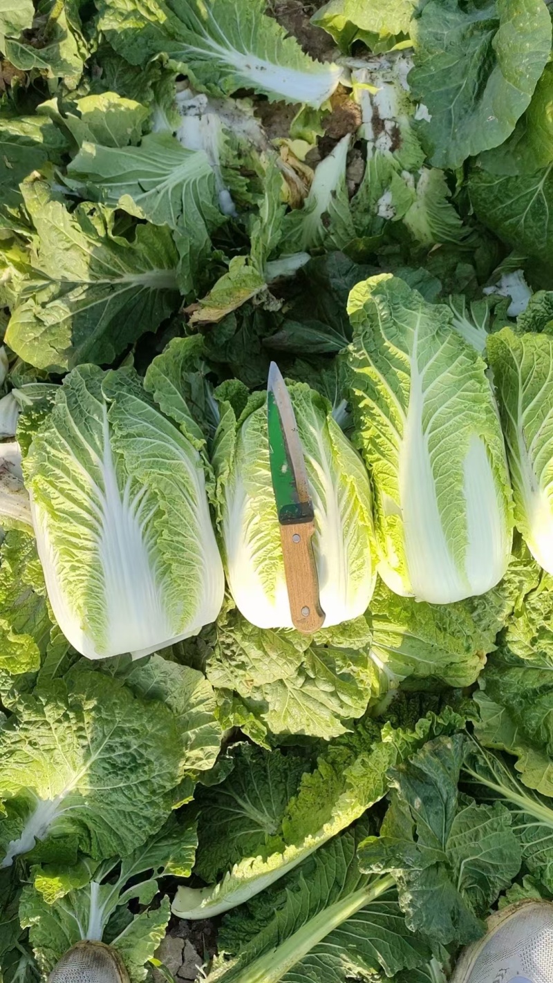 黄心大白菜