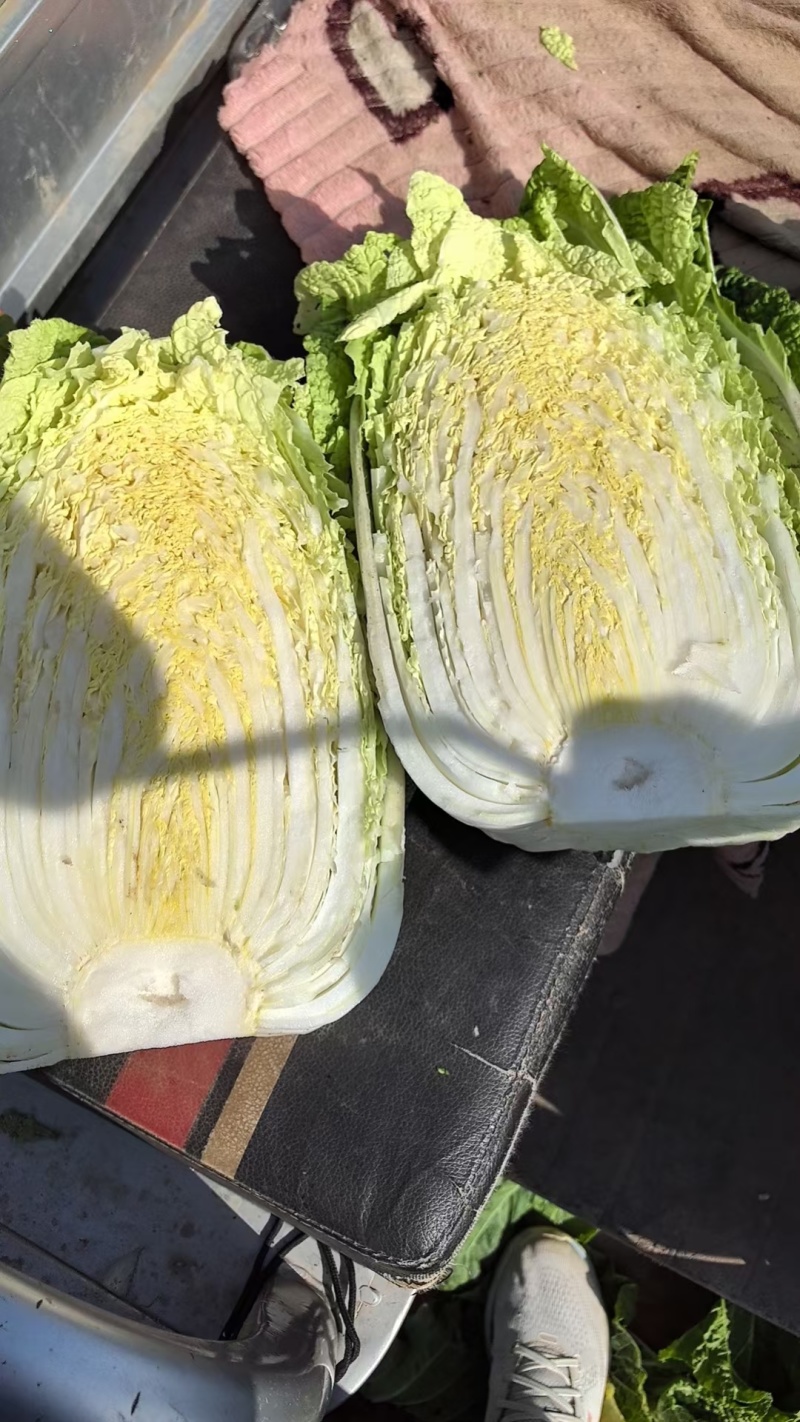黄心大白菜