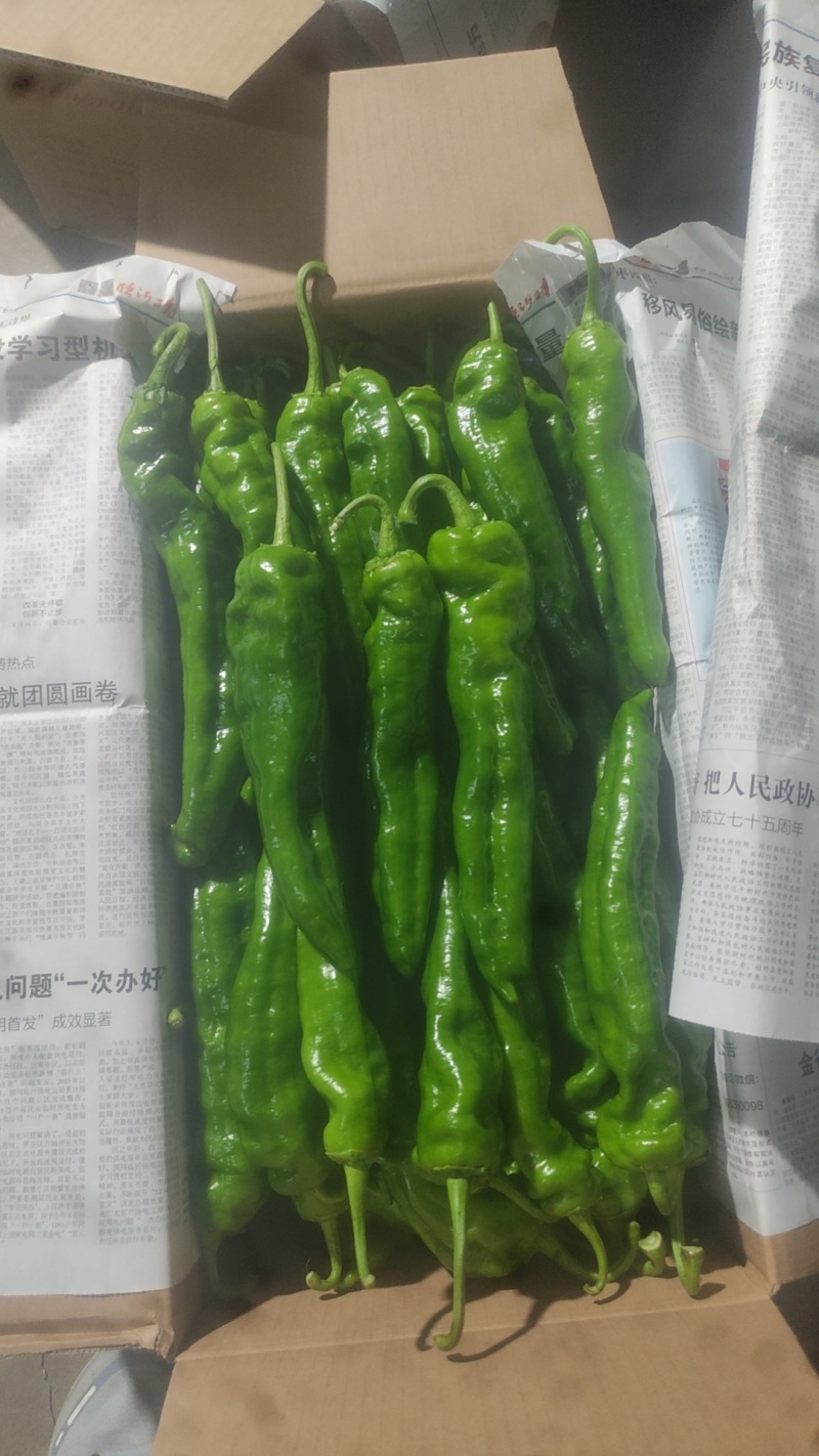 精品301尖椒，各种精品鲜辣椒，泡椒