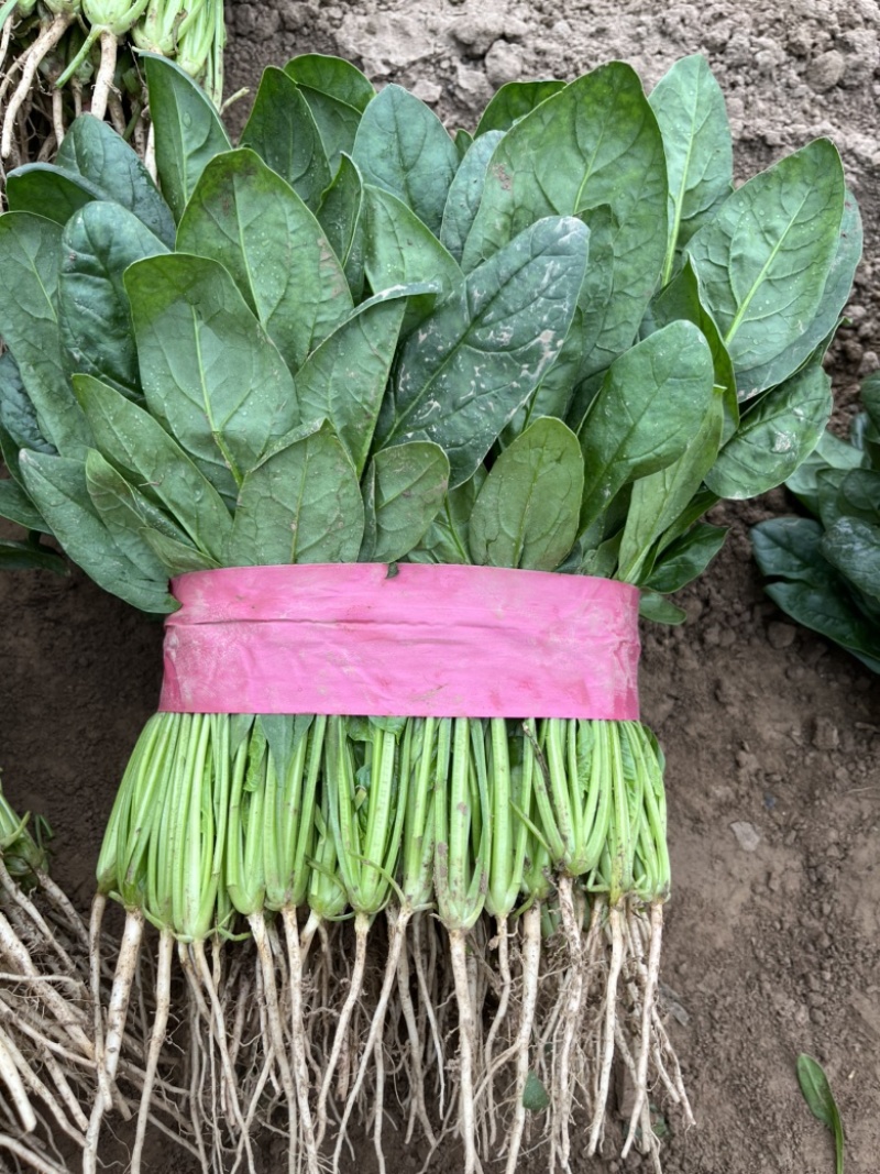 菠菜越冬大叶菠菜大棚菠菜对接电商产地直发