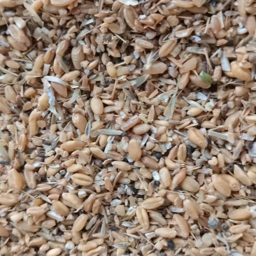 碎小麦养殖鸡鸭鹅猪羊牛等禽类使用