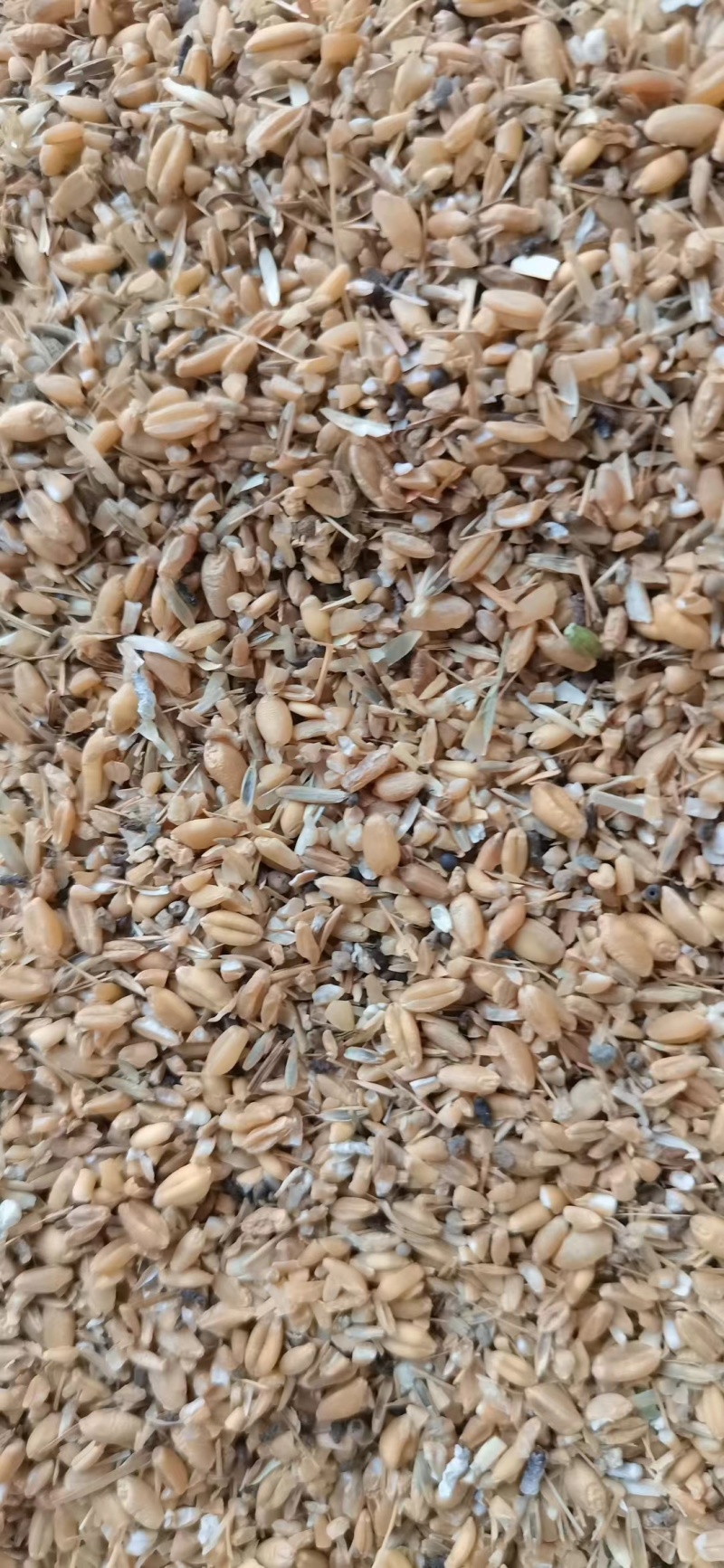 碎小麦养殖鸡鸭鹅猪羊牛等禽类使用