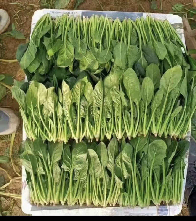 菠菜越冬大叶菠菜大棚菠菜对接电商产地直发
