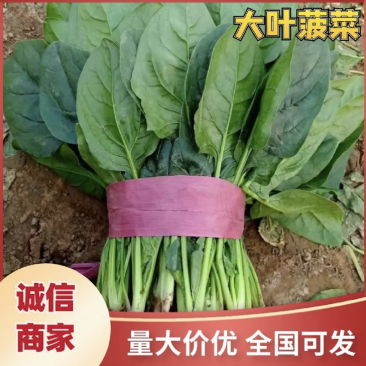 菠菜越冬大叶菠菜大棚菠菜对接电商产地直发