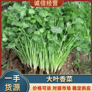 香菜大叶香菜品质上乘诚信经营对接电商产地直发