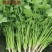 香菜大叶香菜品质上乘诚信经营对接电商产地直发