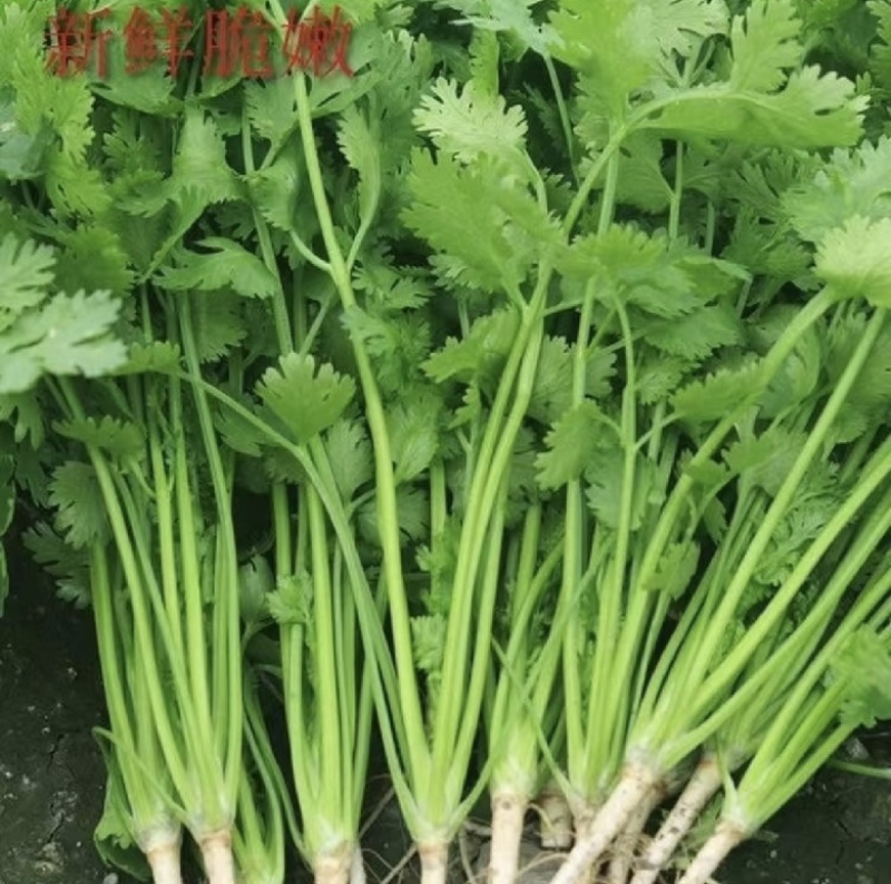 香菜大叶香菜品质上乘诚信经营对接电商产地直发
