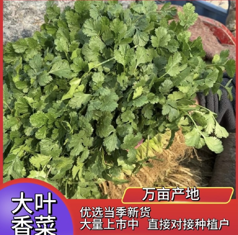 香菜大叶香菜品质上乘诚信经营对接电商产地直发