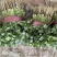 香菜大叶香菜品质上乘诚信经营对接电商产地直发