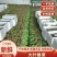 香菜大叶香菜品质上乘诚信经营对接电商产地直发