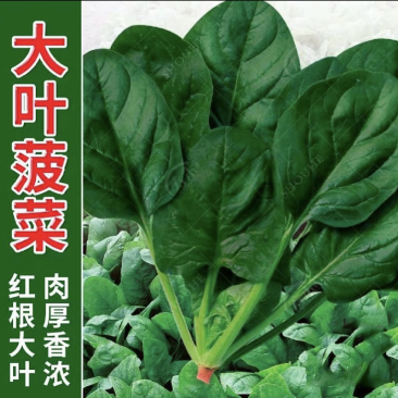大叶菠菜品质保证对接档口万亩基地大量现货