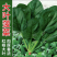 大叶菠菜品质保证对接档口万亩基地大量现货