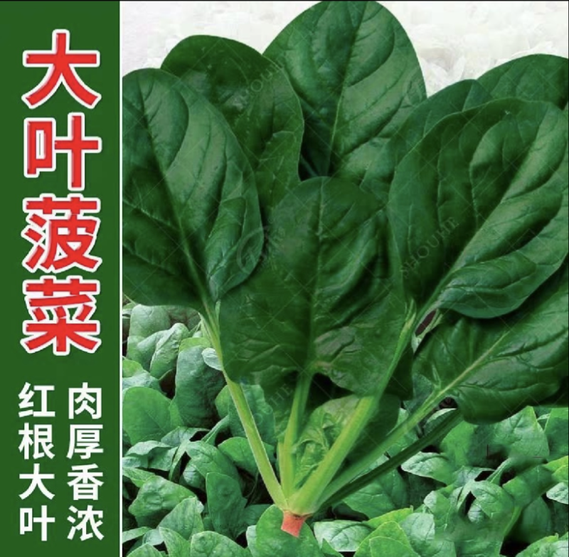 大叶菠菜品质保证对接档口万亩基地大量现货