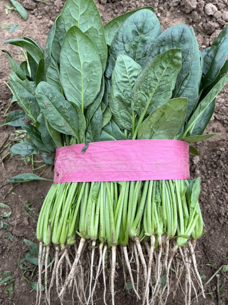 大叶菠菜品质保证对接档口万亩基地大量现货
