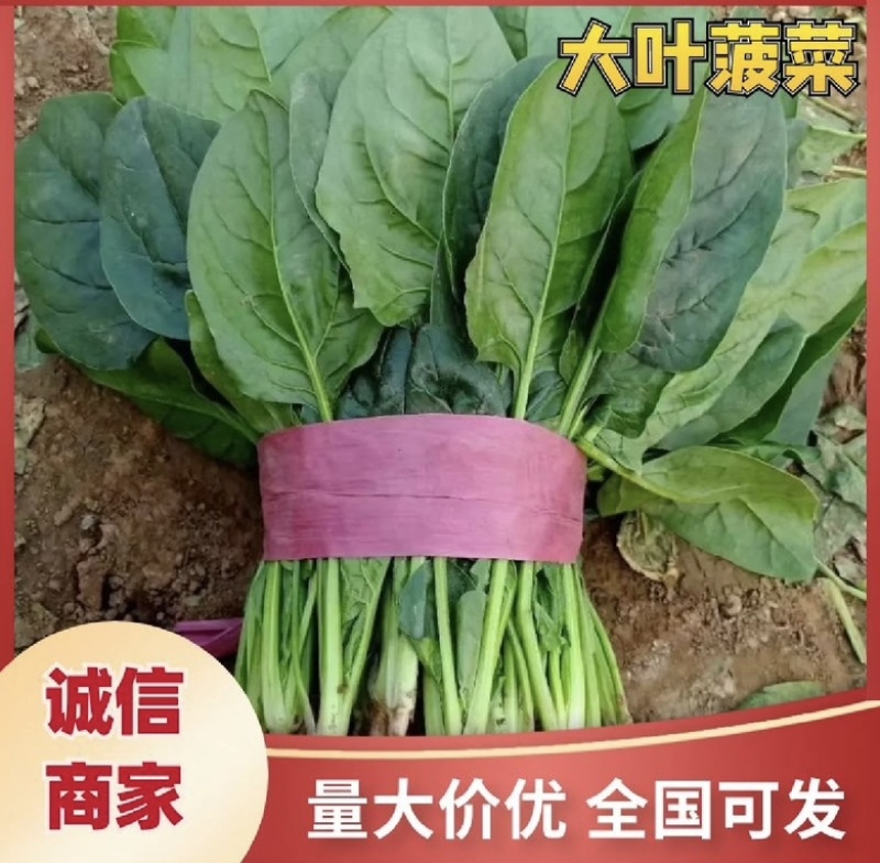 大叶菠菜品质保证对接档口万亩基地大量现货