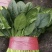 大叶菠菜品质保证对接档口万亩基地大量现货