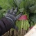 大叶菠菜品质保证对接档口万亩基地大量现货