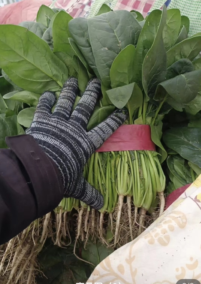 大叶菠菜品质保证对接档口万亩基地大量现货
