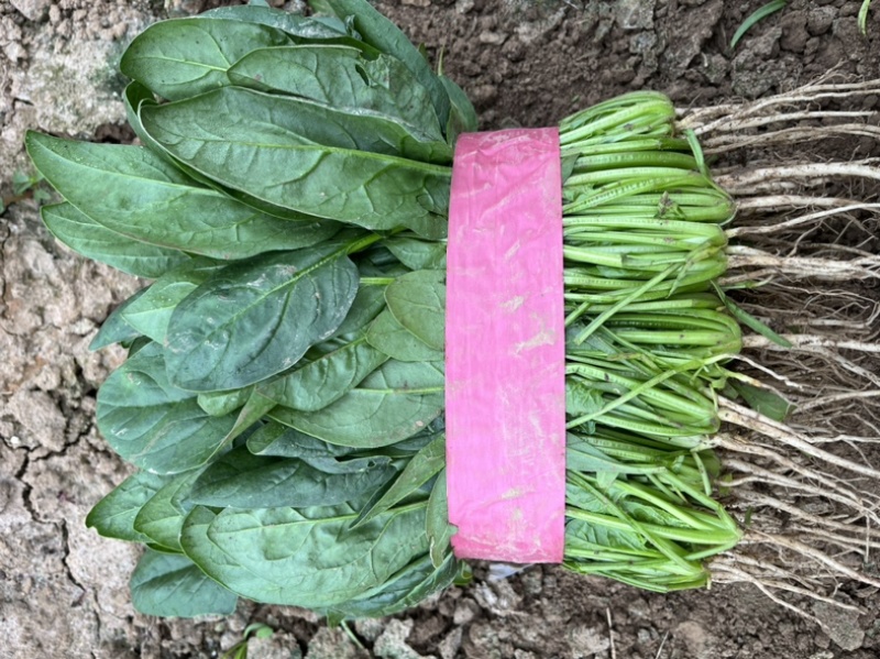 大叶菠菜品质保证对接档口万亩基地大量现货