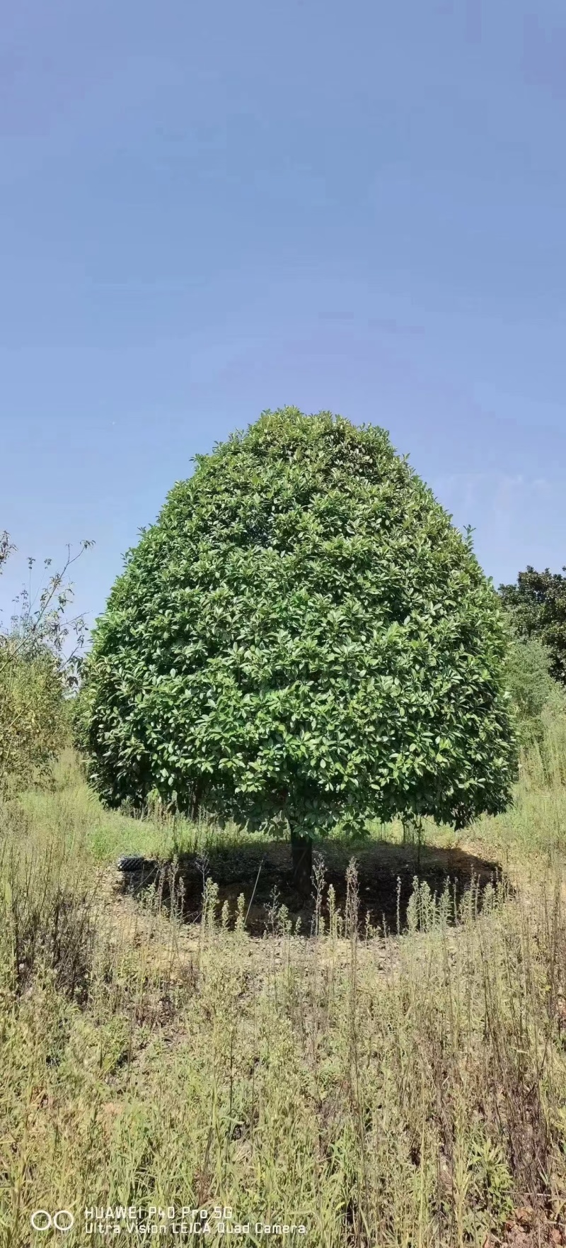 丛生桂花树，丛生金桂，高度1-6米，精品树形，产地直供