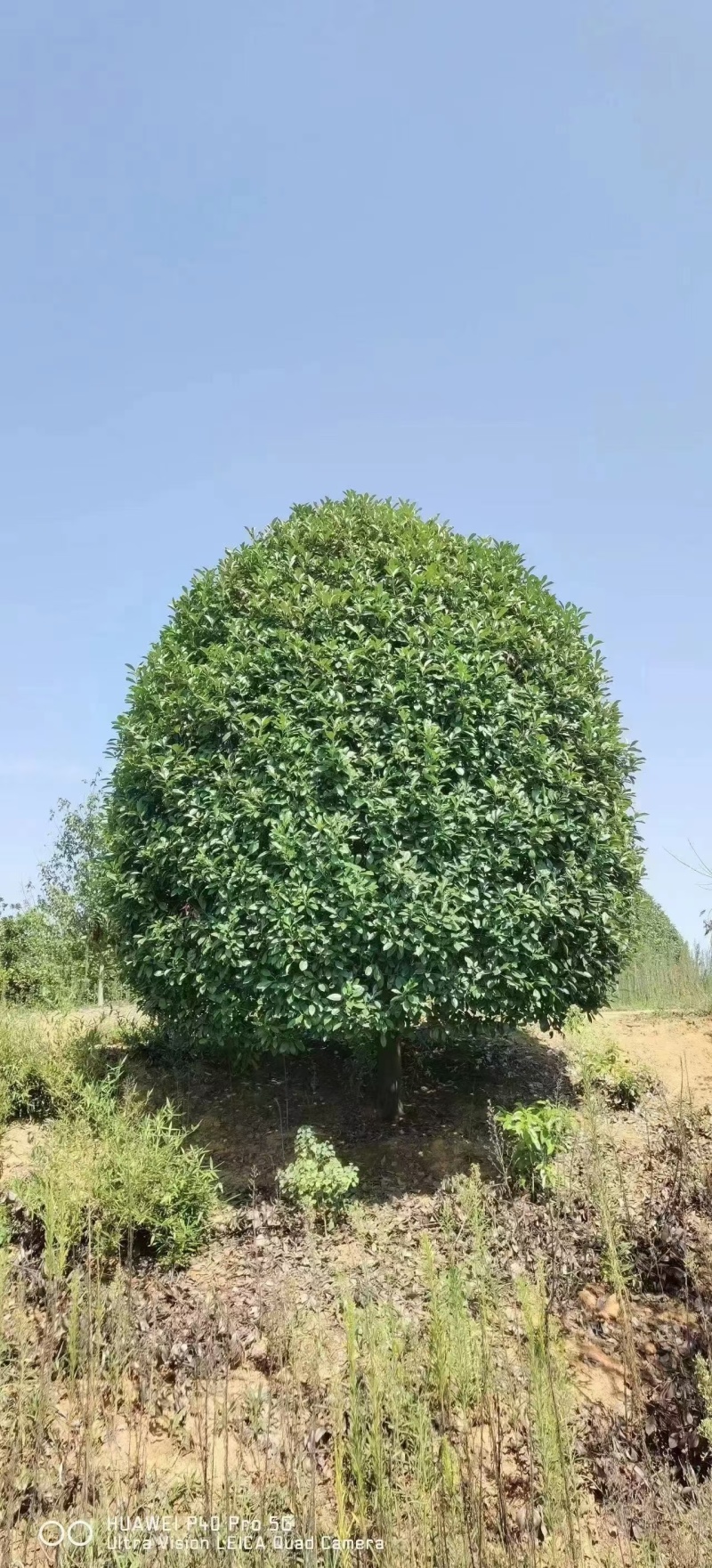 丛生桂花树，丛生金桂，高度1-6米，精品树形，产地直供