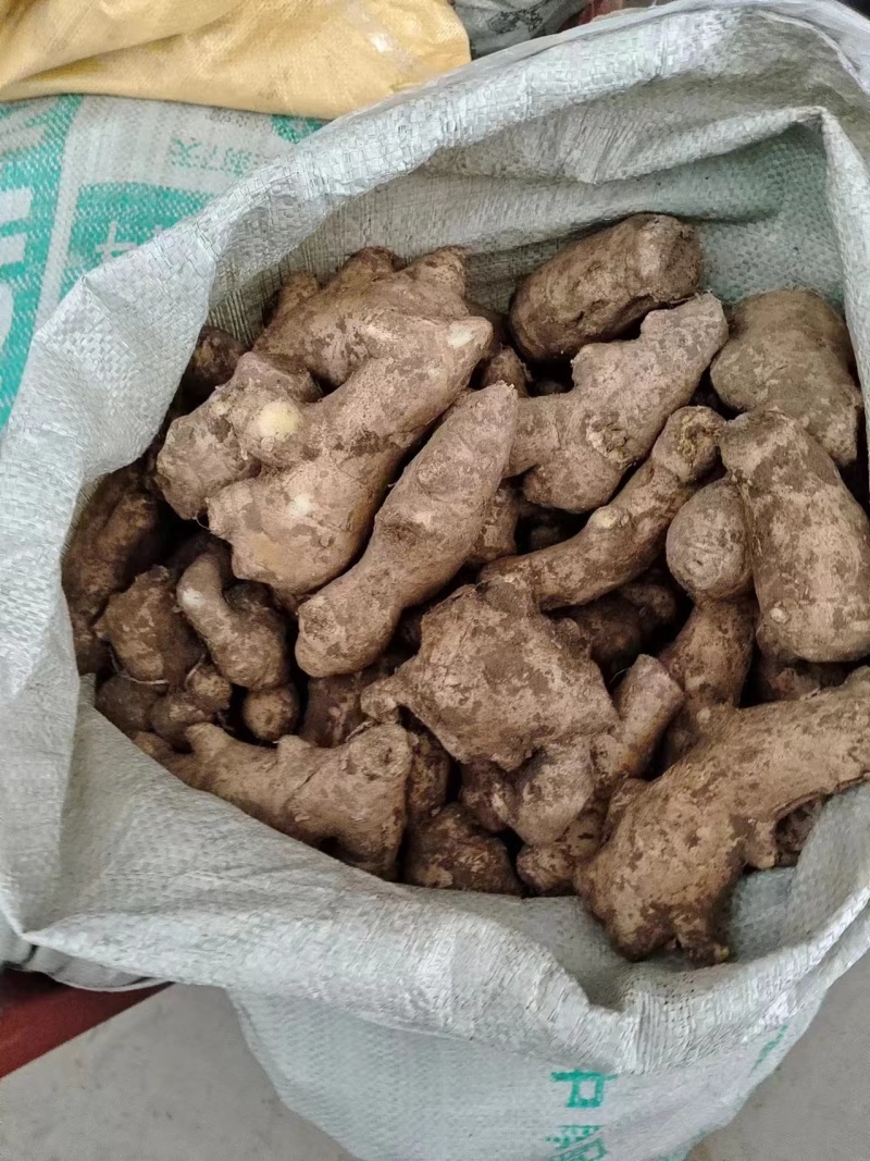 精品姜母，姜巴手选货，产地大量现货，全国发货，保证质量