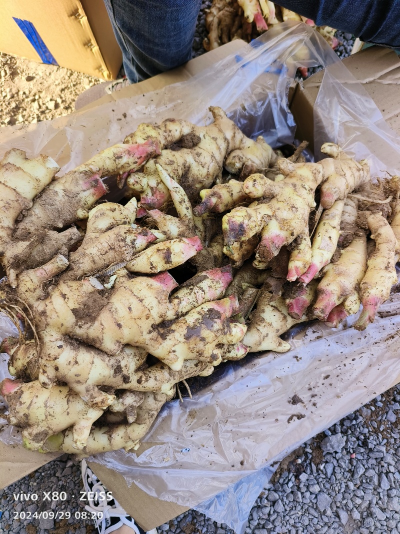 精品姜母，姜巴手选货，产地大量现货，全国发货，保证质量