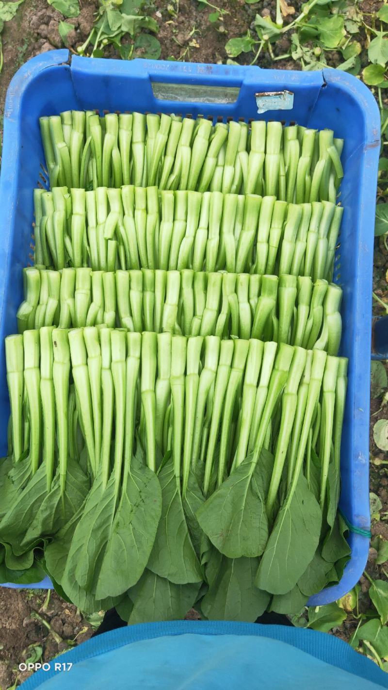 广东菜心，小青菜物美价廉，诚信经营，长期供货，量大从优
