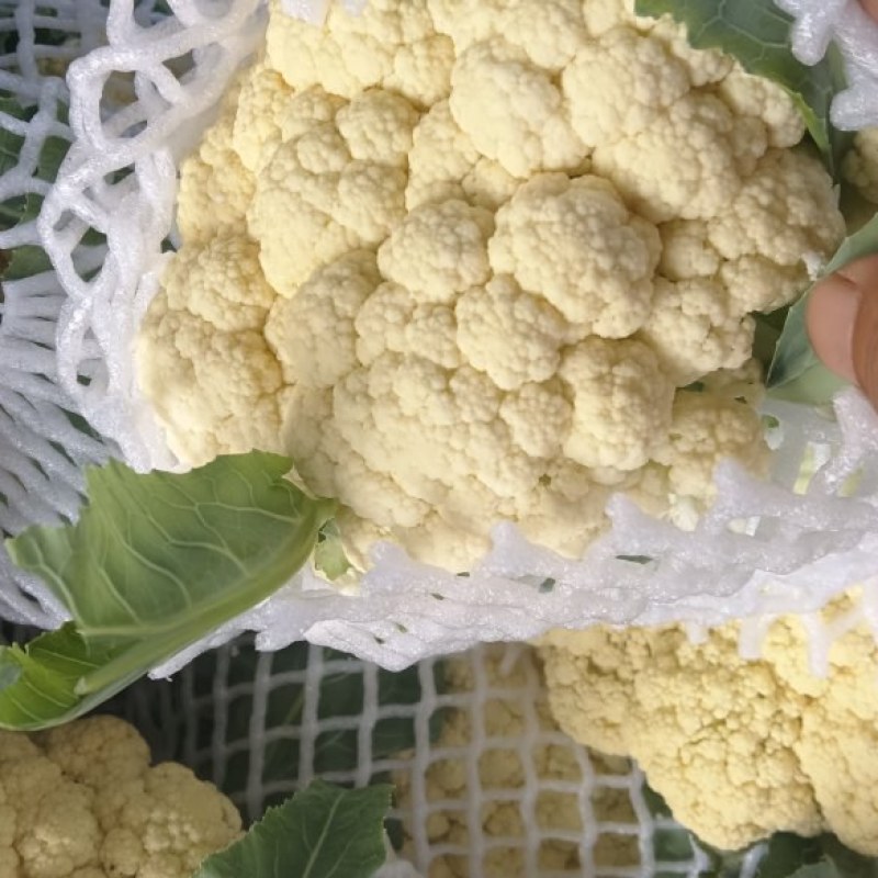 万亩有机花菜大量供应，保质保量价格实惠