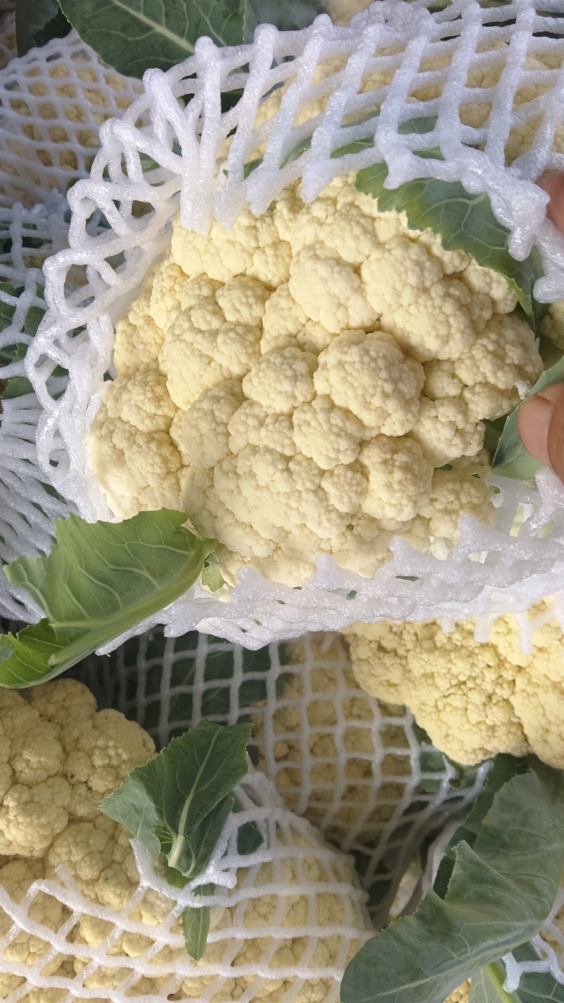 万亩有机花菜大量供应，保质保量价格实惠