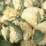 万亩有机花菜大量供应，保质保量价格实惠
