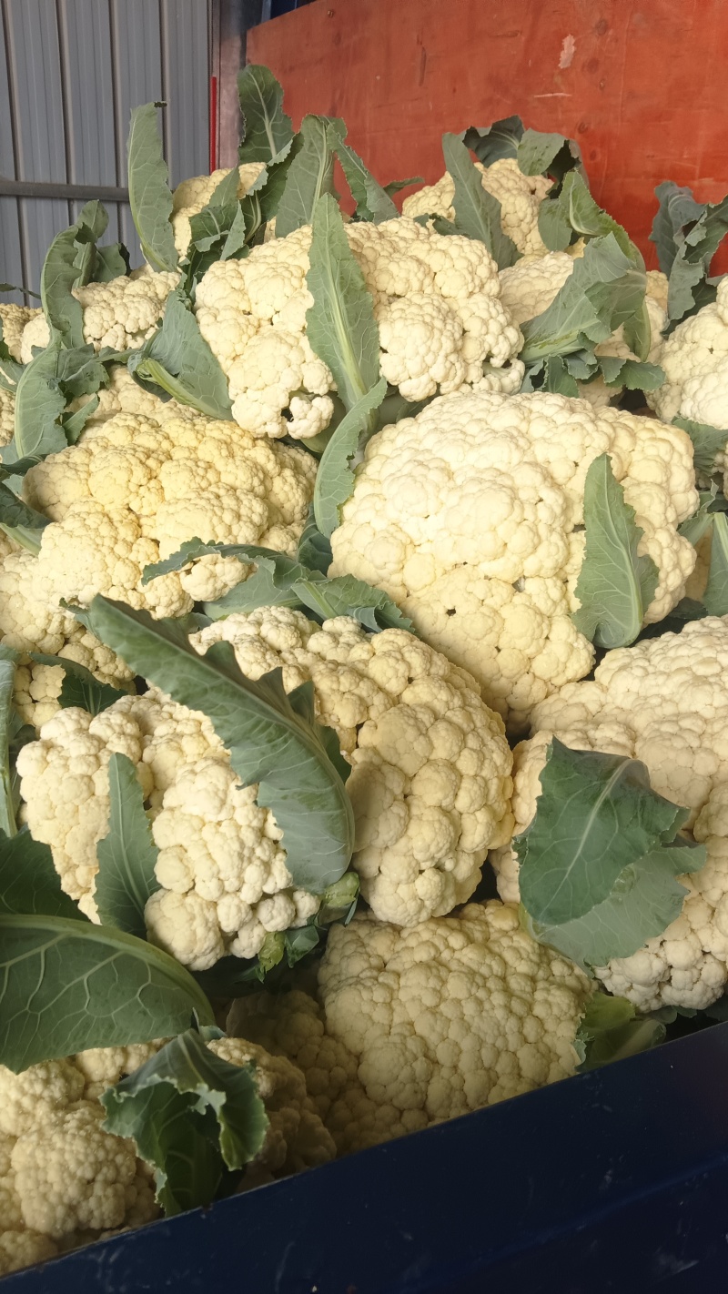 万亩有机花菜大量供应，保质保量价格实惠