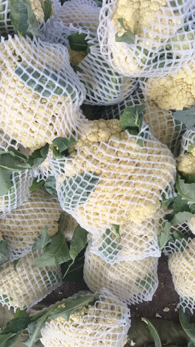 万亩有机花菜大量供应，保质保量价格实惠