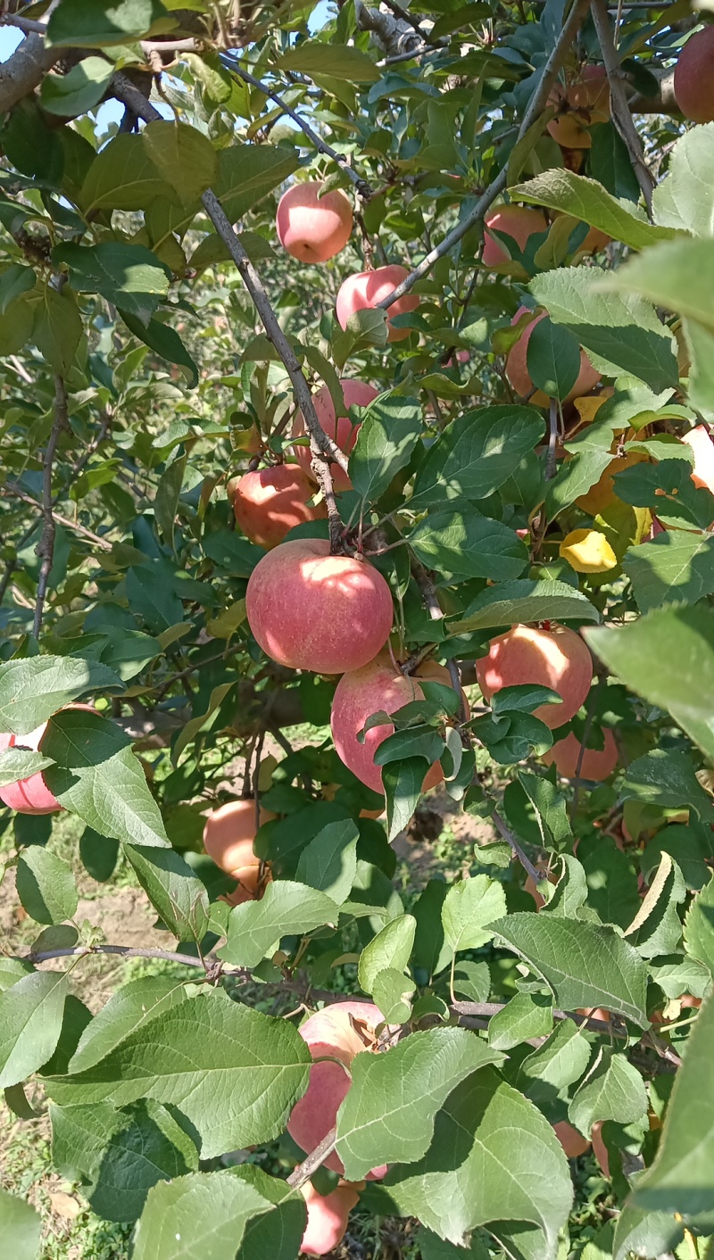苹果